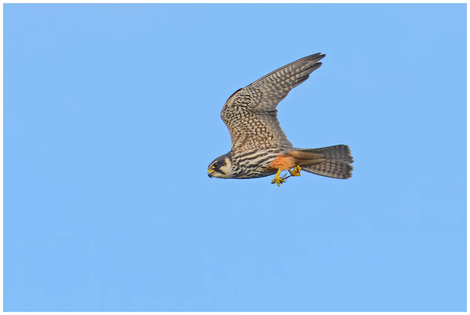 Hobby