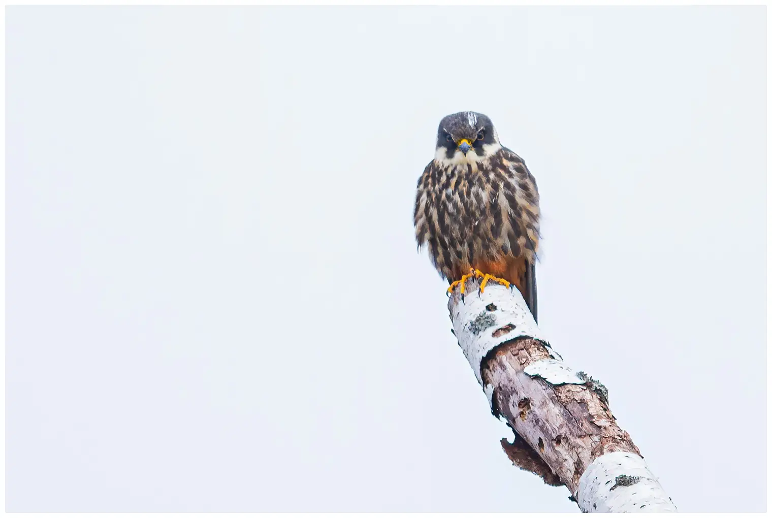 Hobby