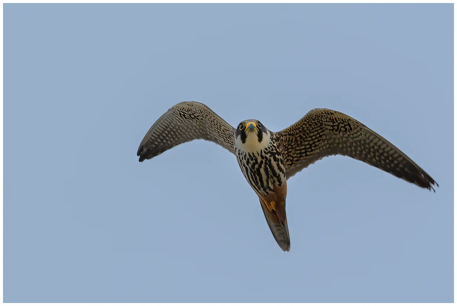 Hobby