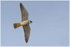 Hobby