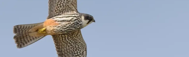 Hobby. Seen here in flight. A classic falcon with long, slender, pointed wings and a fairly short tail.