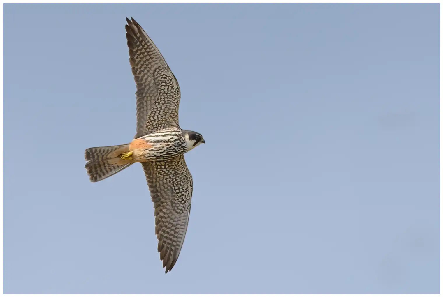 Hobby. Seen here in flight. A classic falcon with long, slender, pointed wings and a fairly short tail.