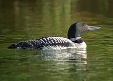 Great northern diver