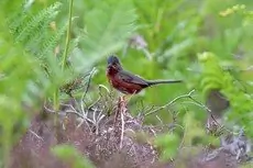 Dartford Warbler