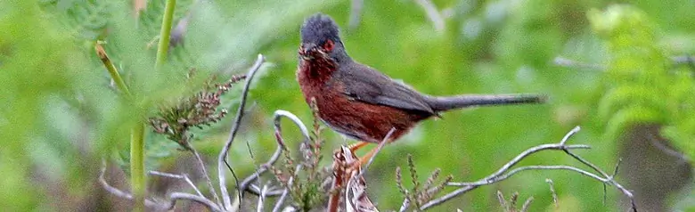 Dartford Warbler
