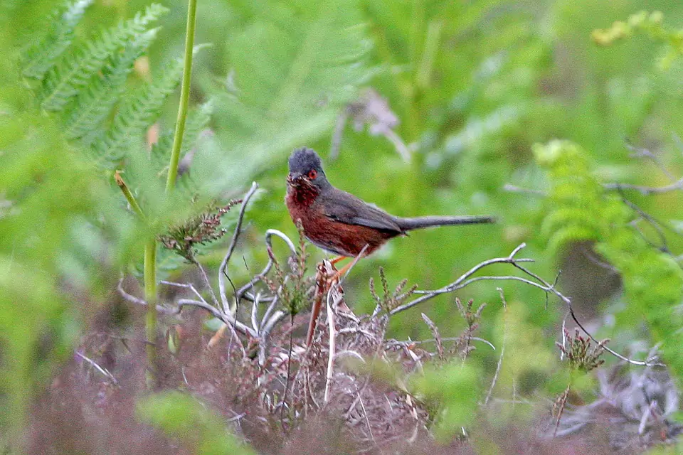 Dartford Warbler