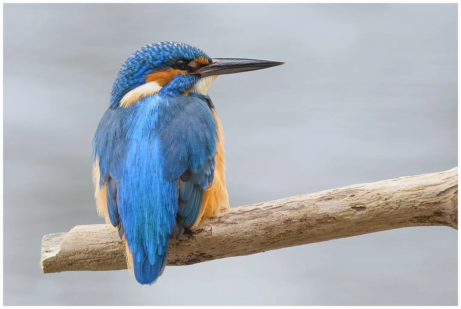 Kingfisher