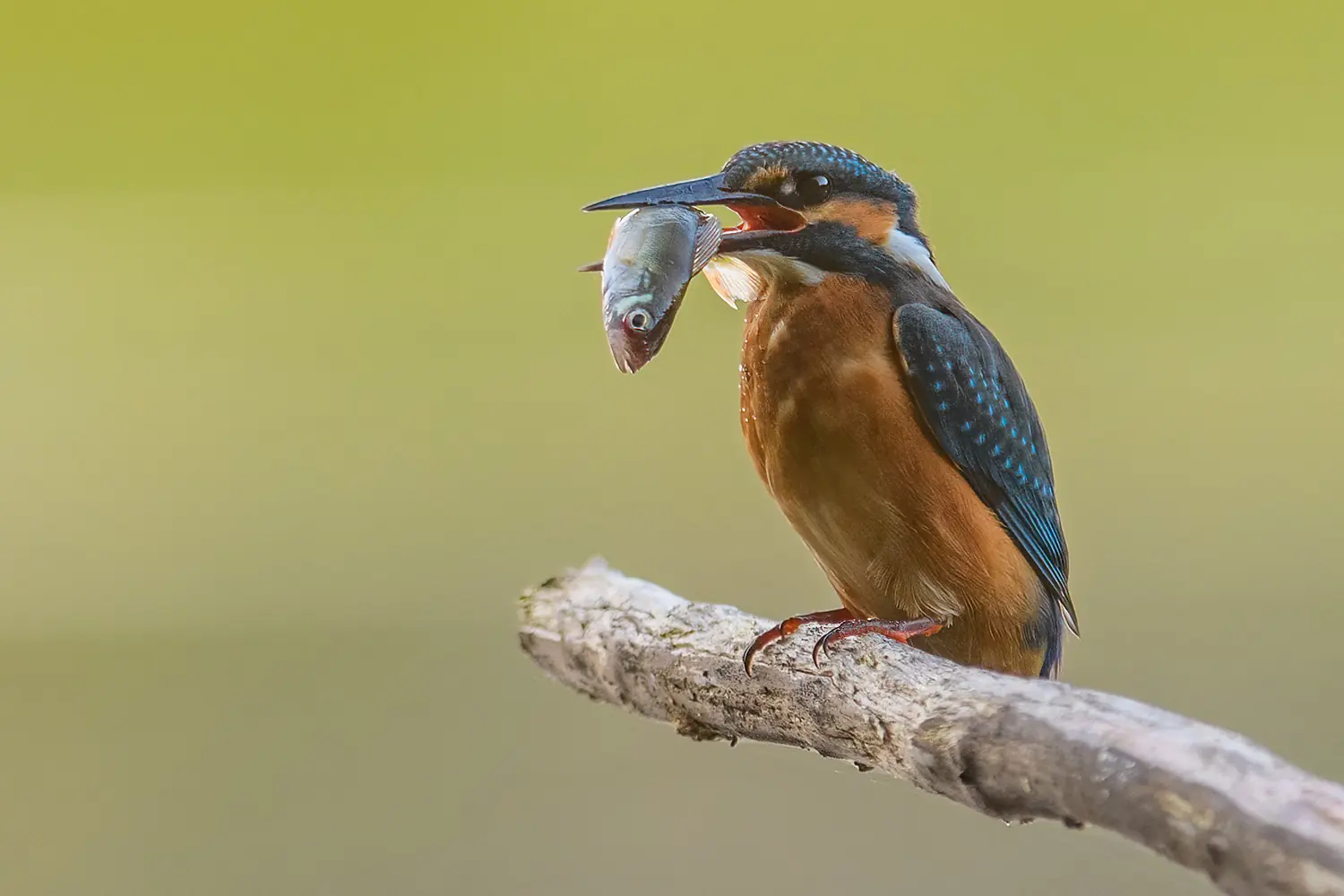 Kingfisher