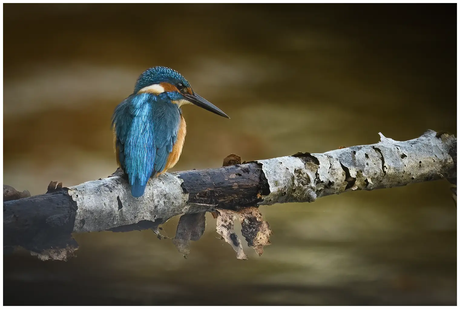 Kingfisher