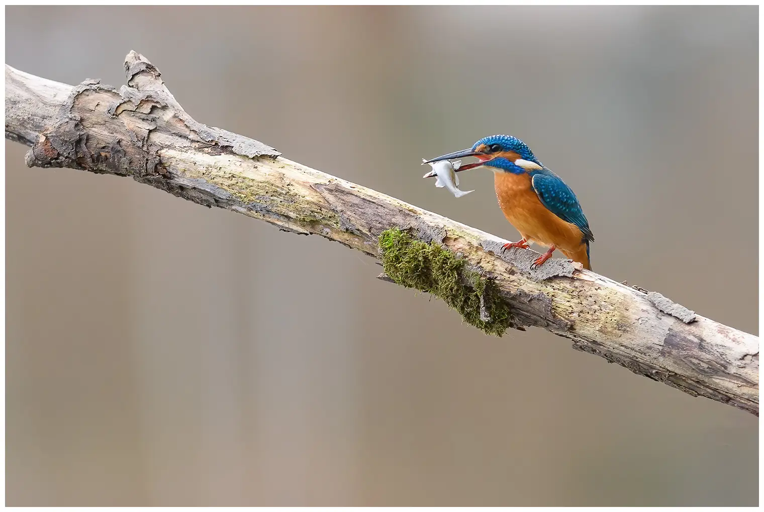 Kingfisher