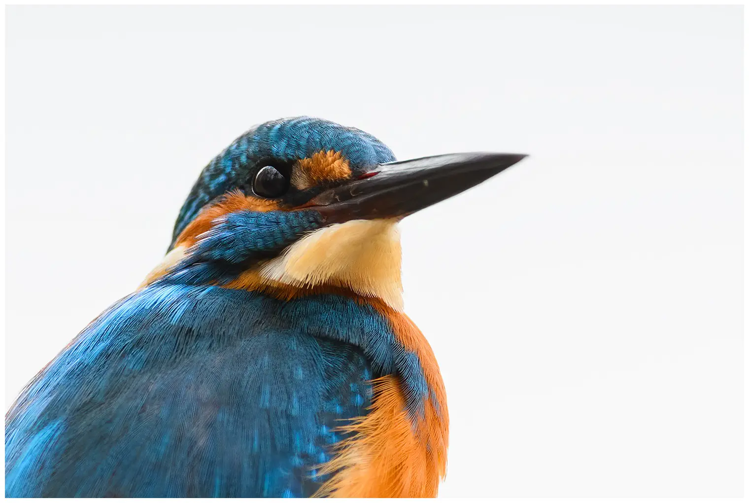 Kingfisher