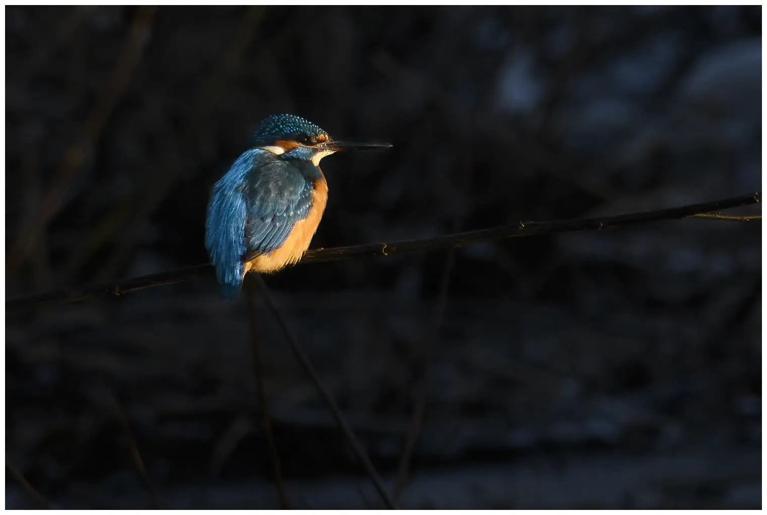 Kingfisher