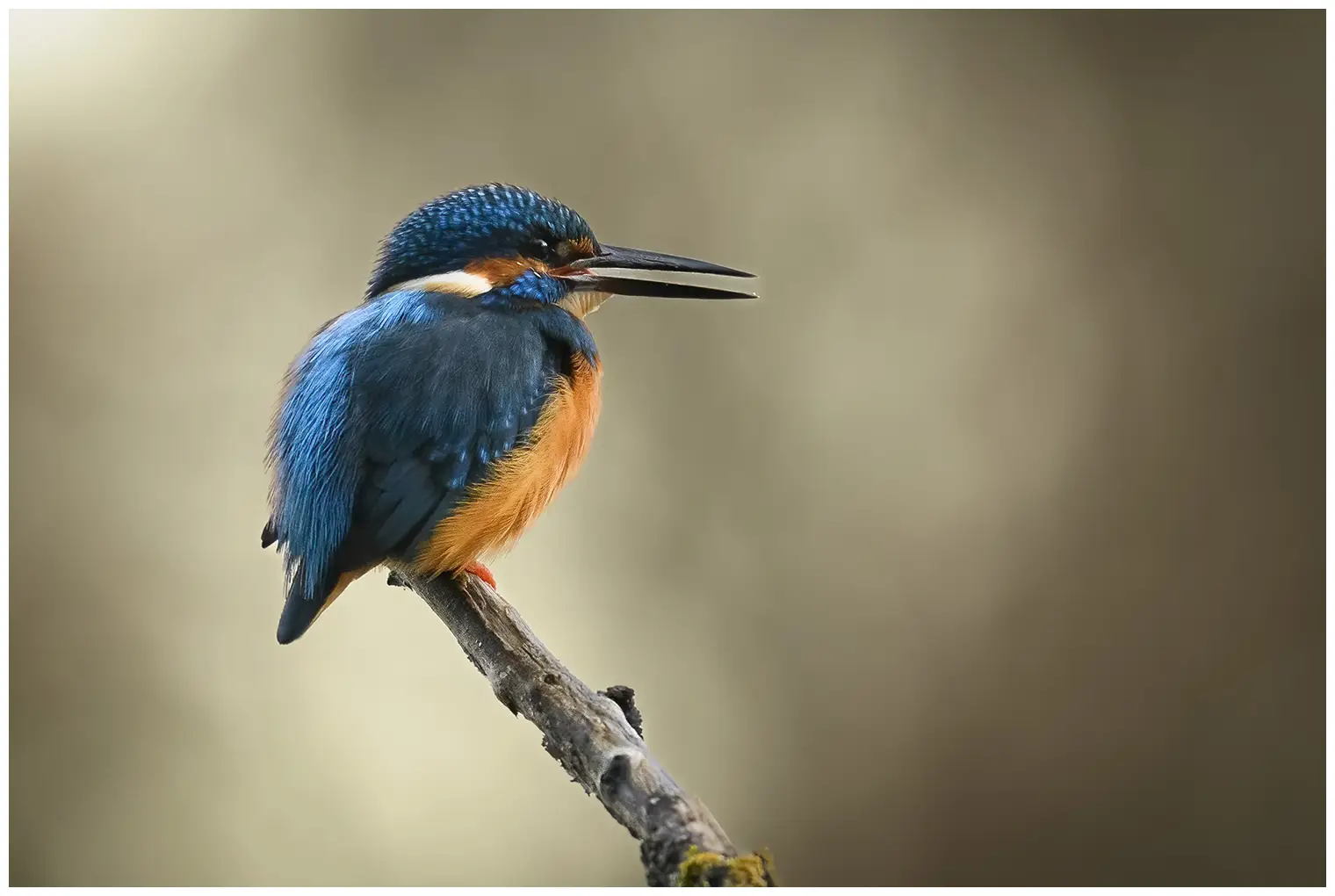 Kingfisher