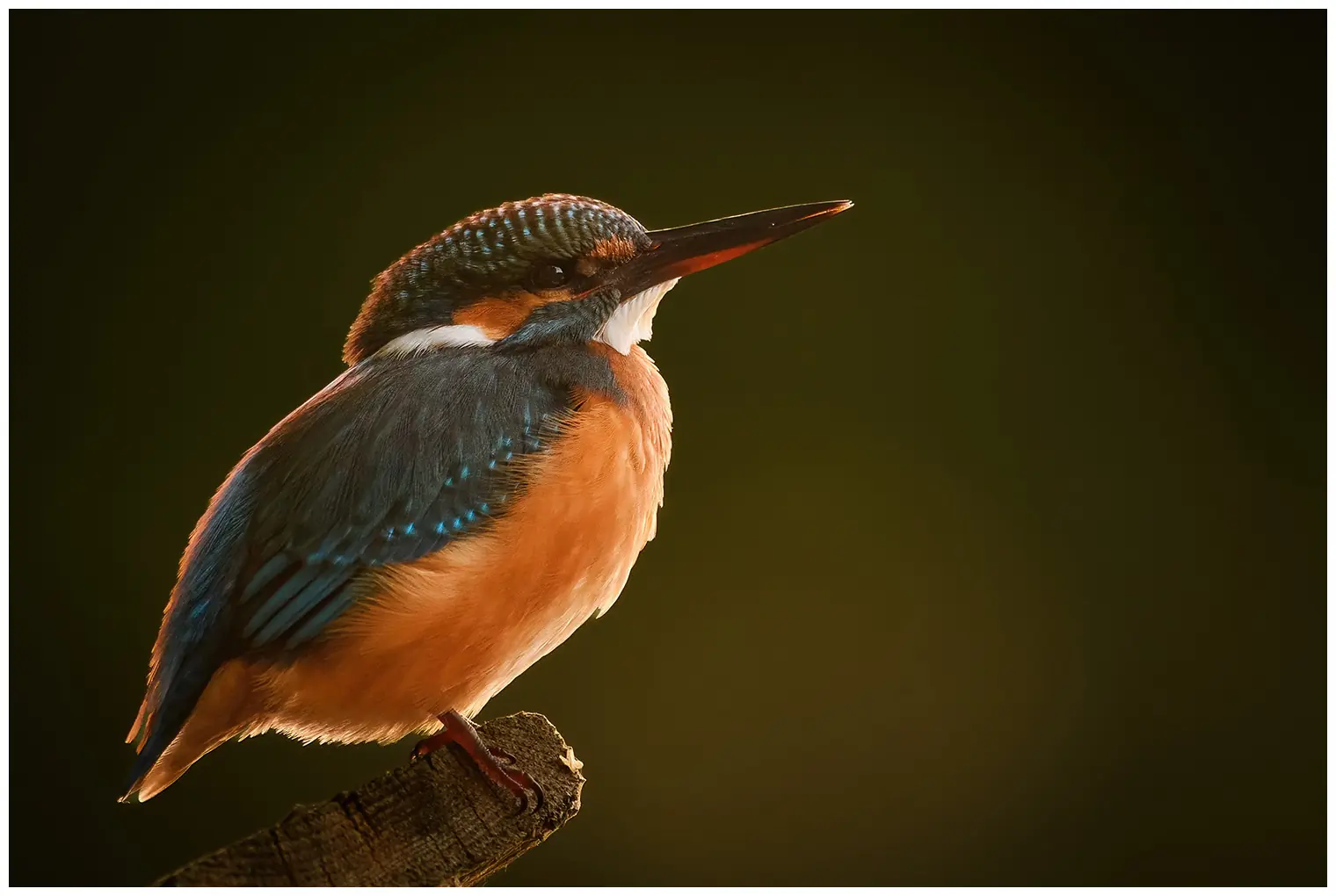 Kingfisher