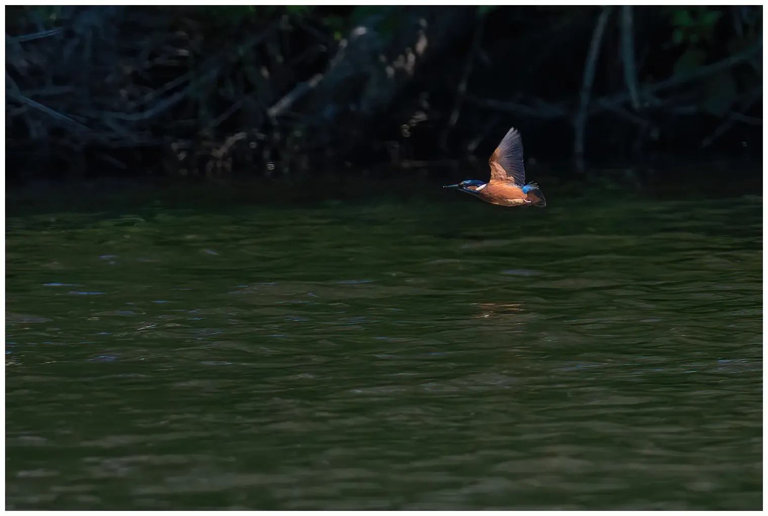 Kingfisher