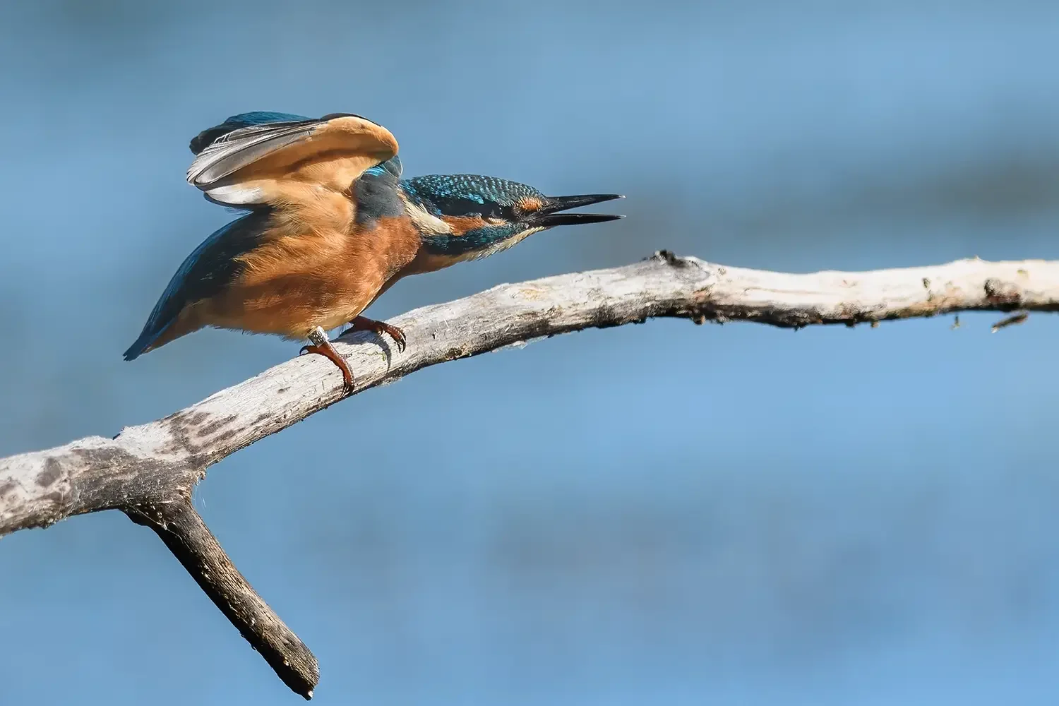 Kingfisher