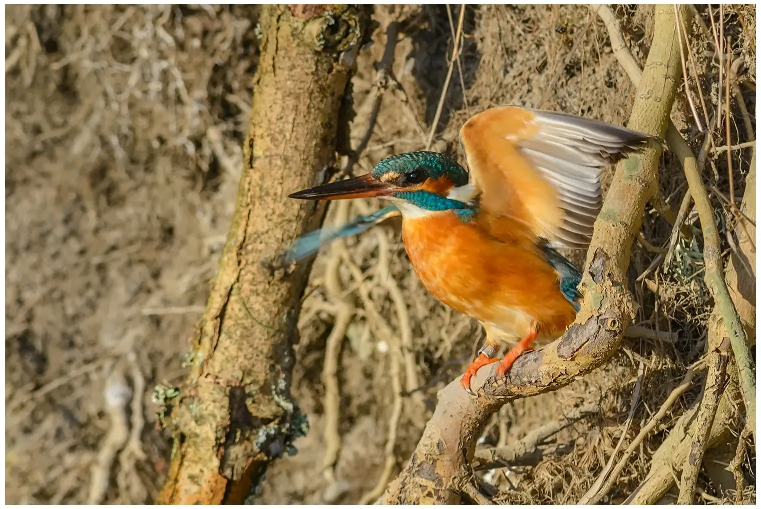 Kingfisher