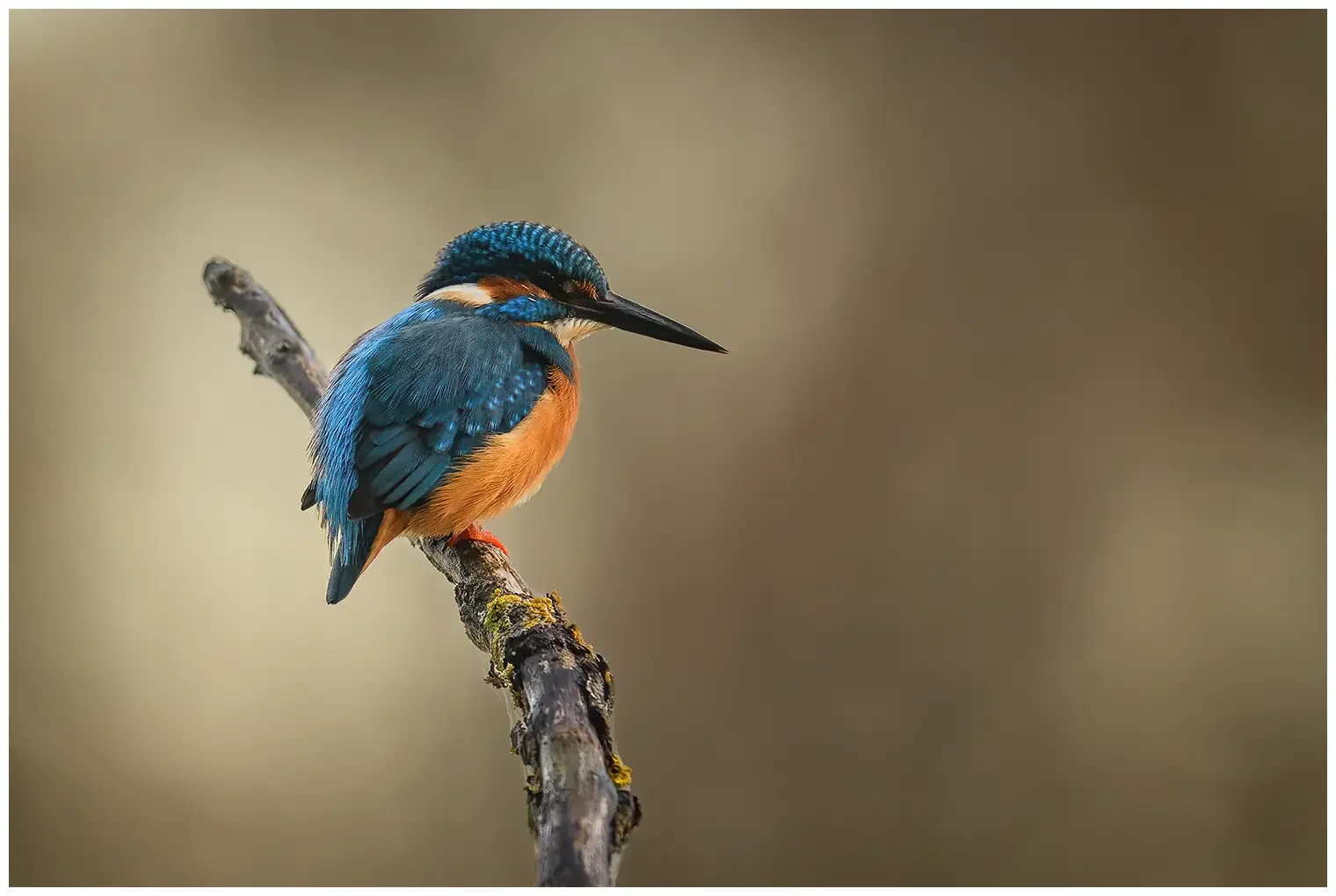 Kingfisher