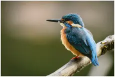 Kingfisher