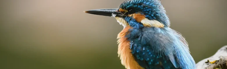 Kingfisher
