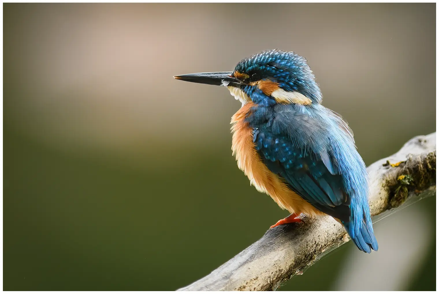 Kingfisher
