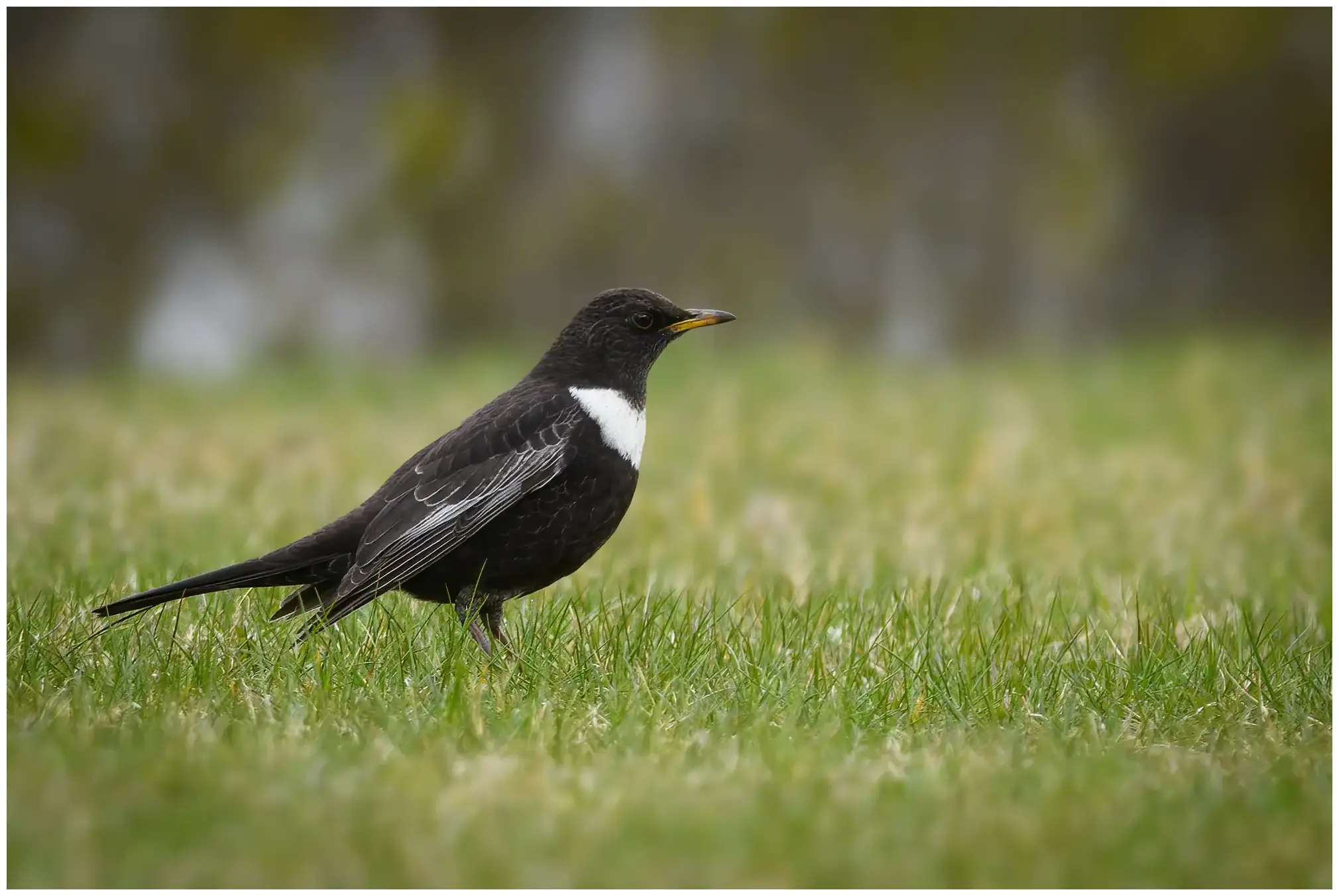 Ring Ouzel