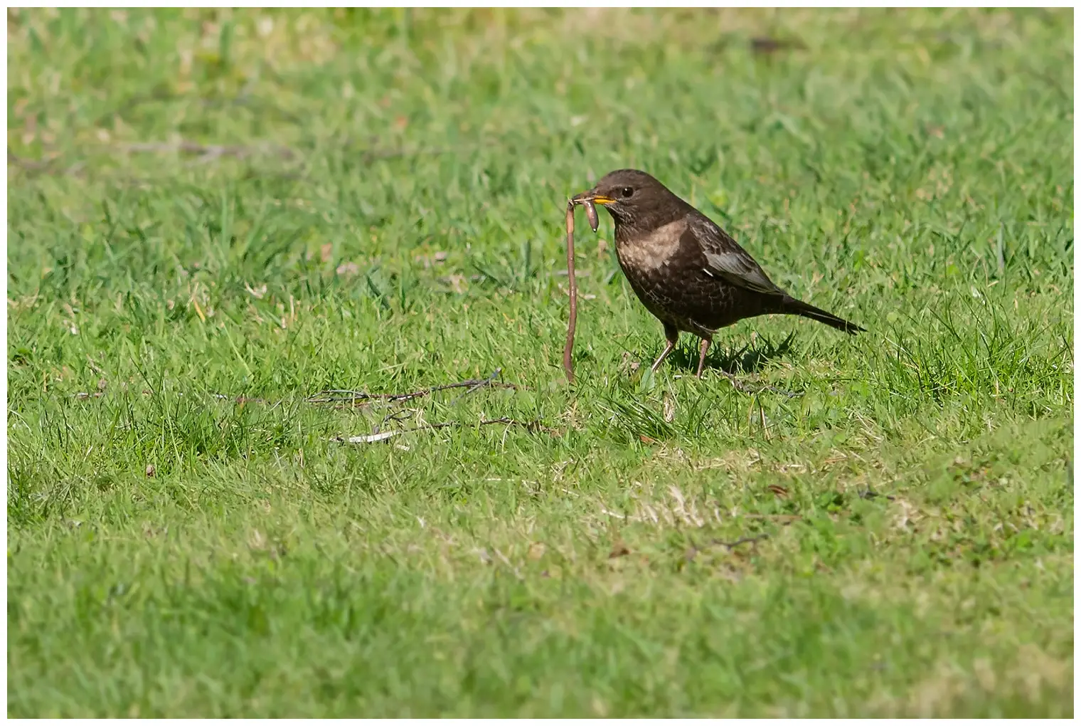 Ring Ouzel