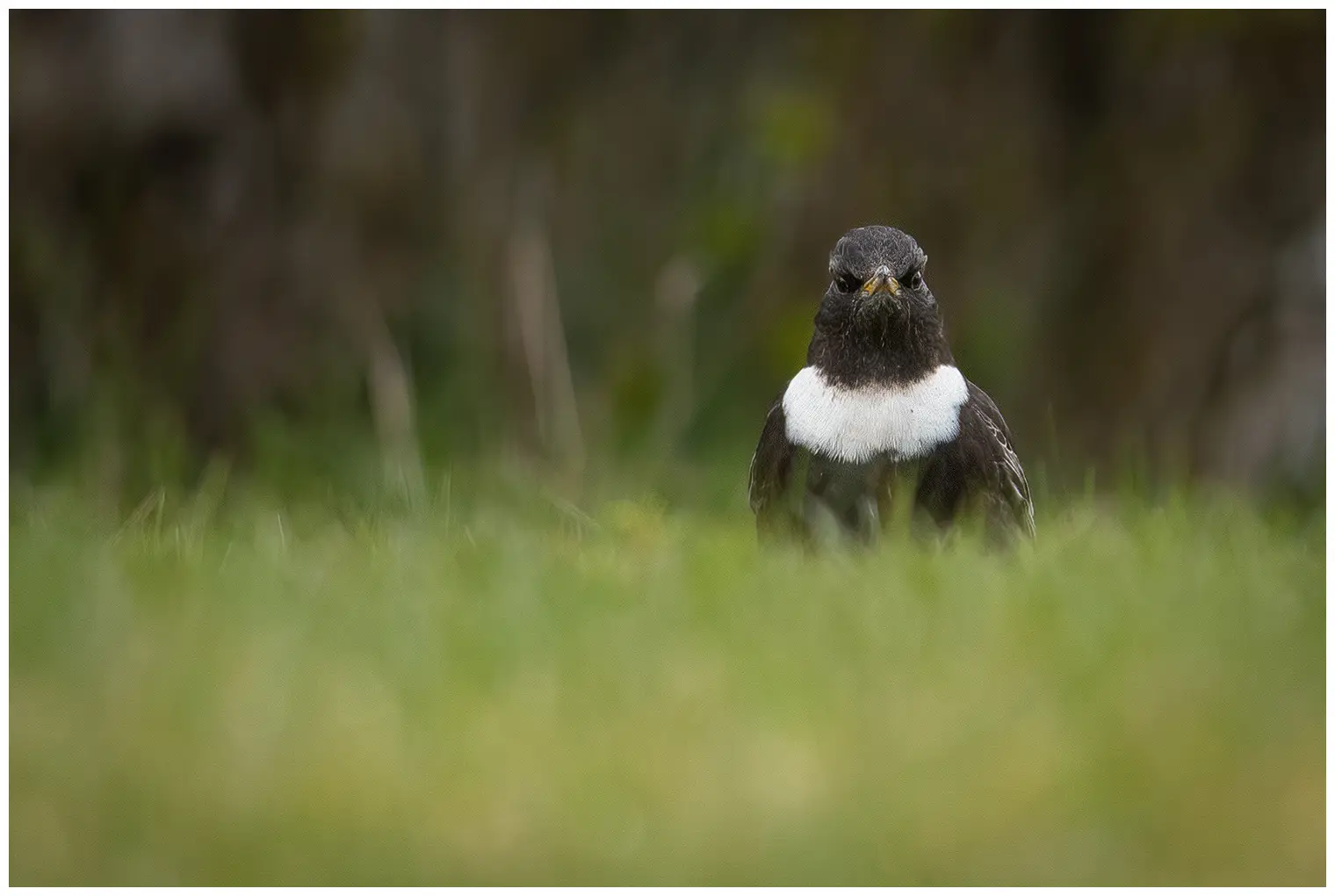 Ring Ouzel