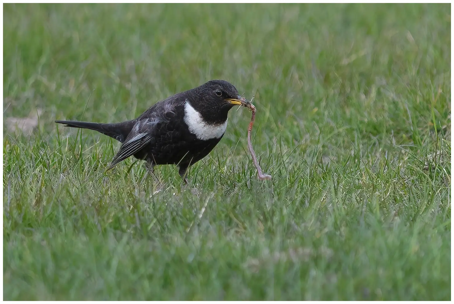 Ring Ouzel