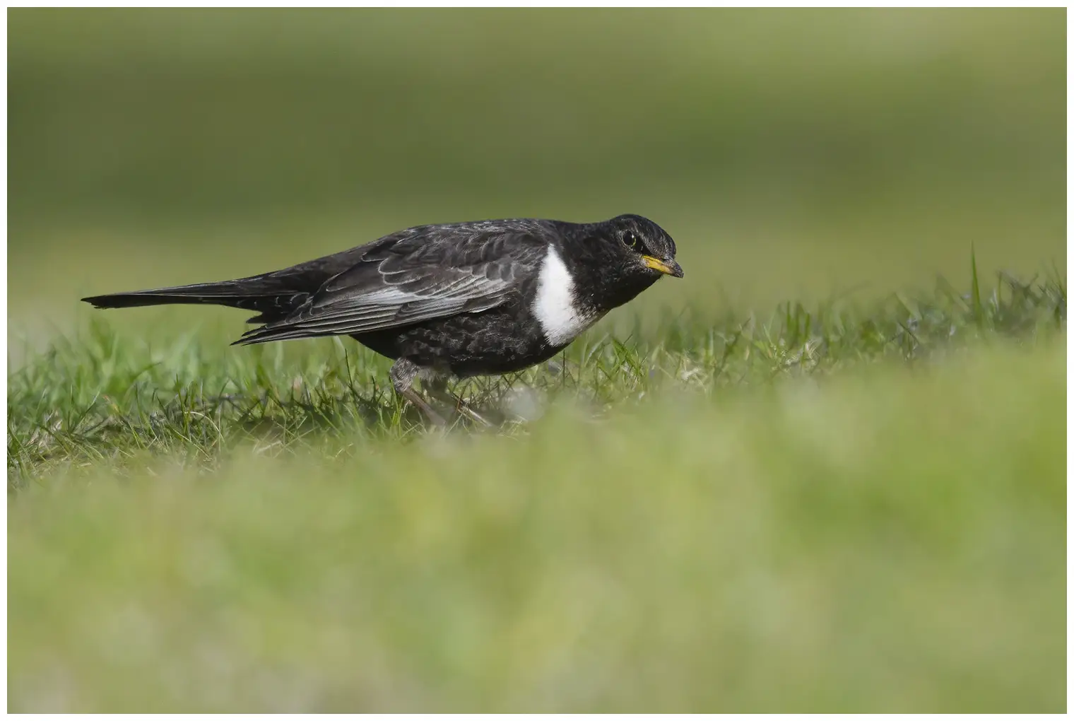 Ring Ouzel