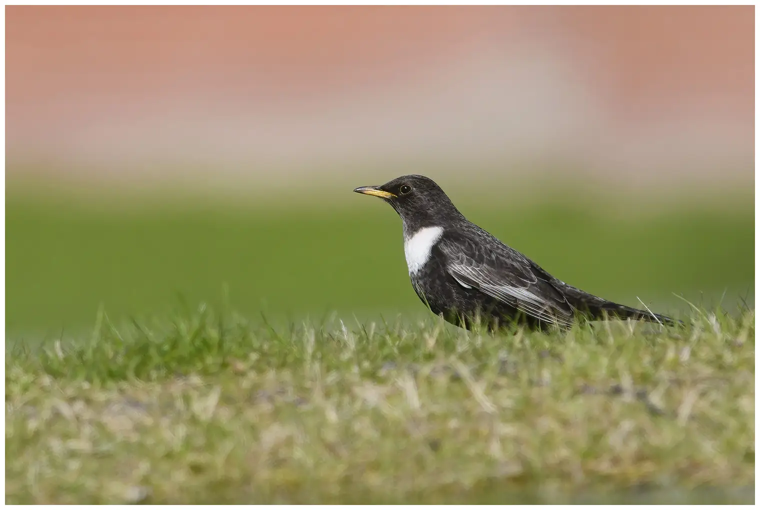 Ring Ouzel