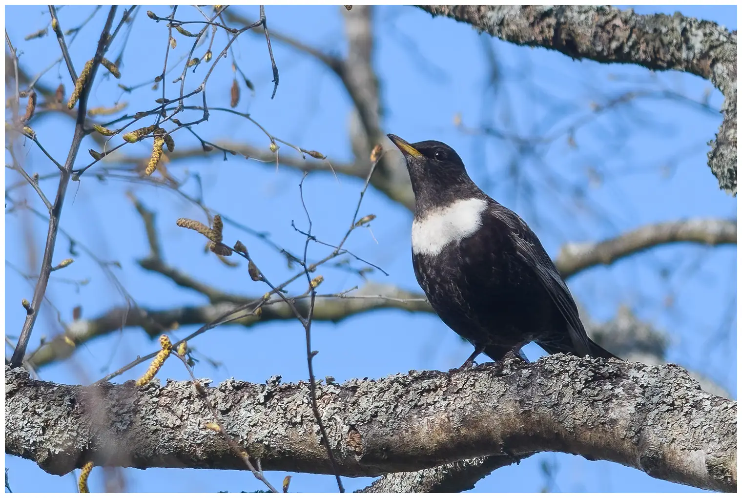 Ring Ouzel