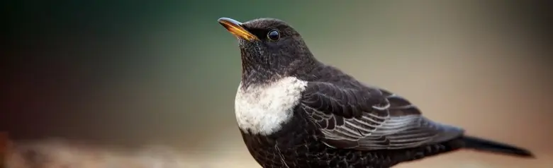 Ring Ouzel. Attentive male bird on the ground. Crescent-shaped light ring on the breast.