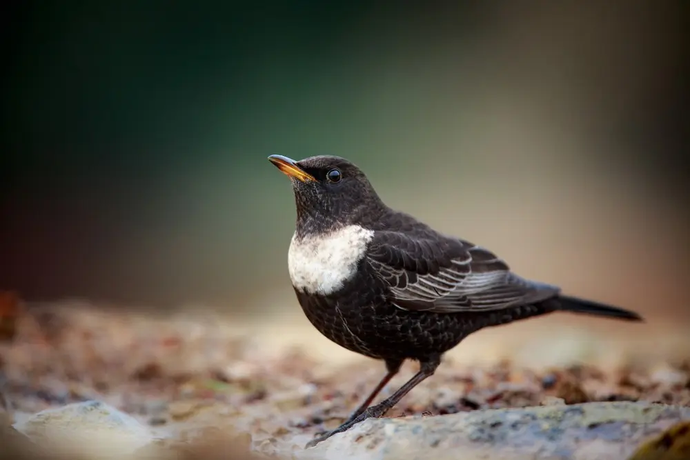 Ring Ouzel. Attentive male bird on the ground. Crescent-shaped light ring on the breast.