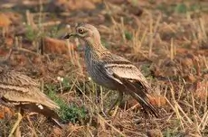 Thick-knee