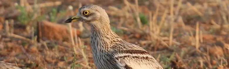 Thick-knee