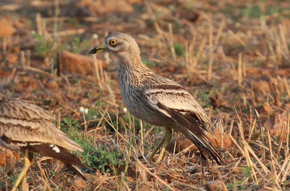 Thick-knee