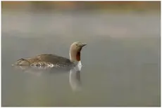 Red-throated diver