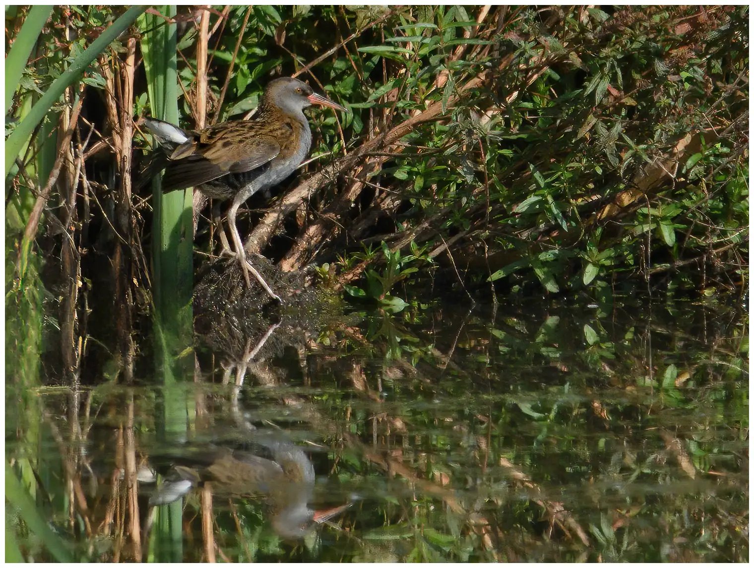 Water Rail