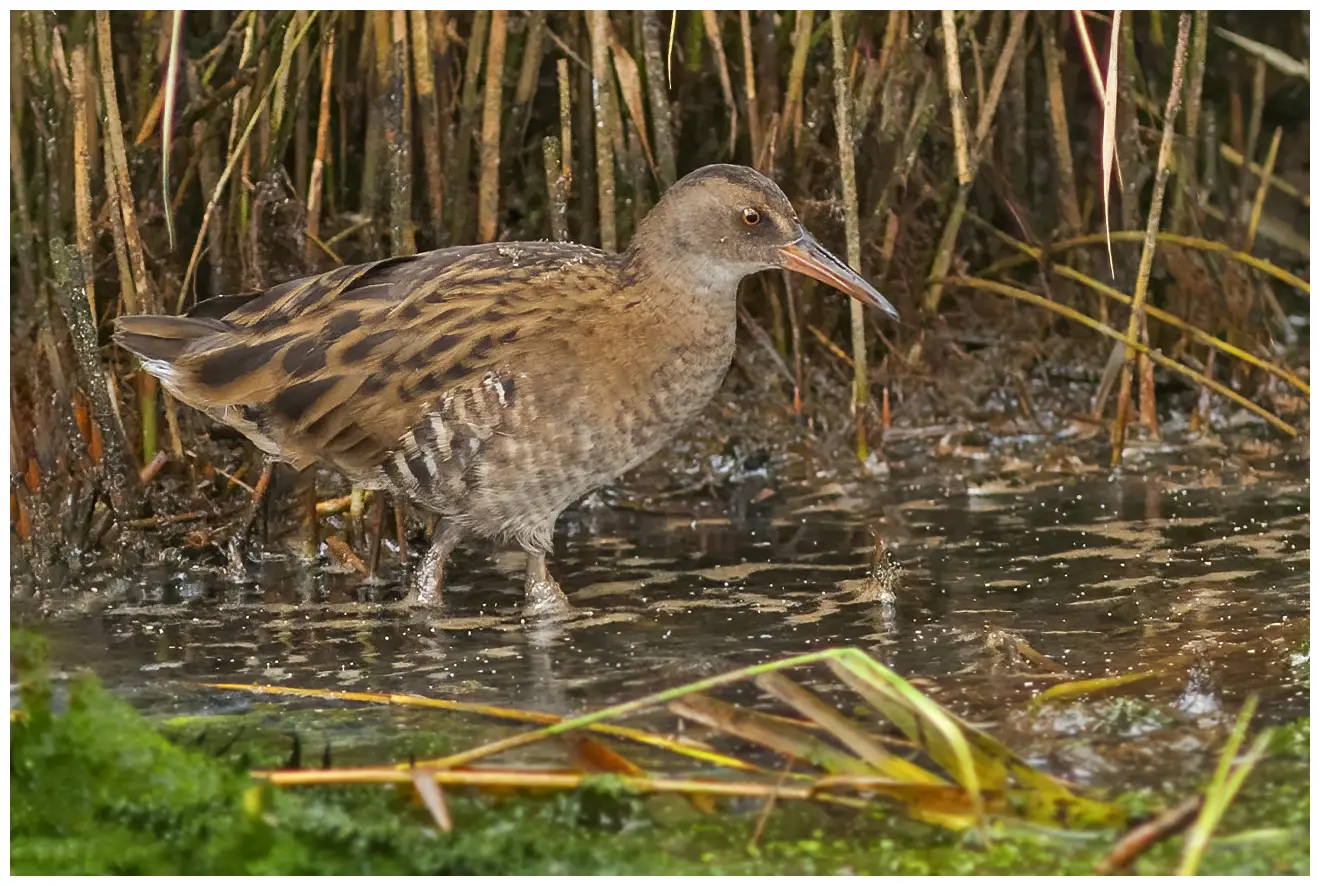 Water Rail