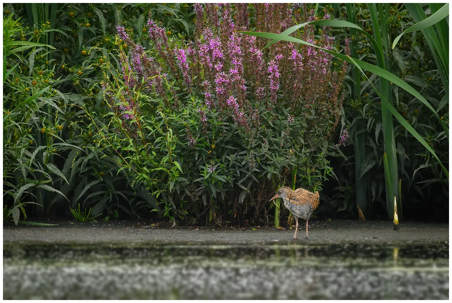 Water Rail
