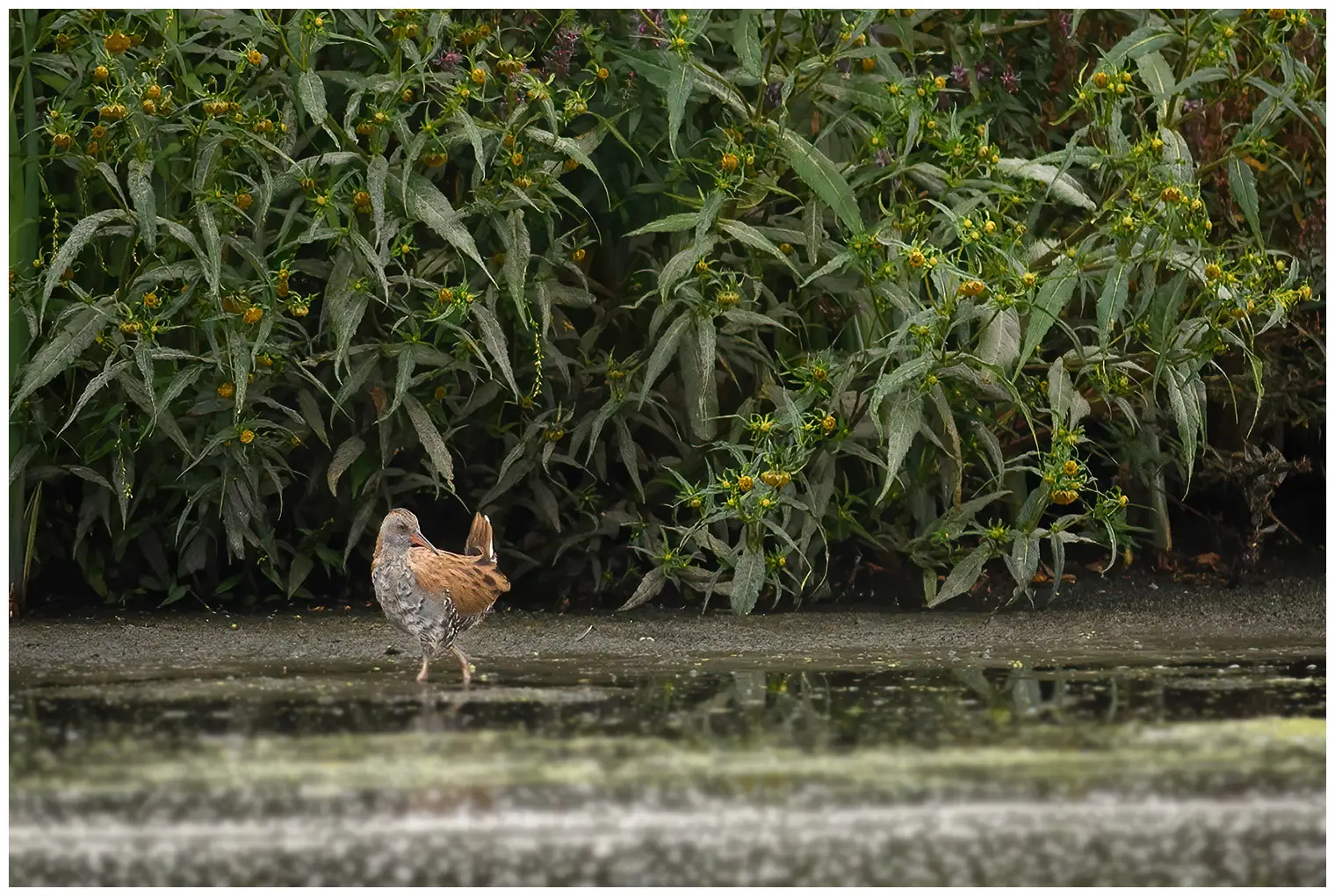 Water Rail
