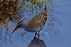 Water Rail