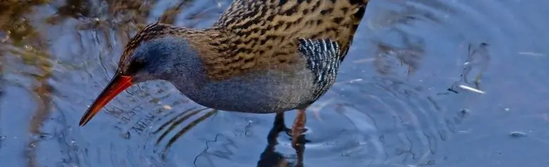 Water Rail