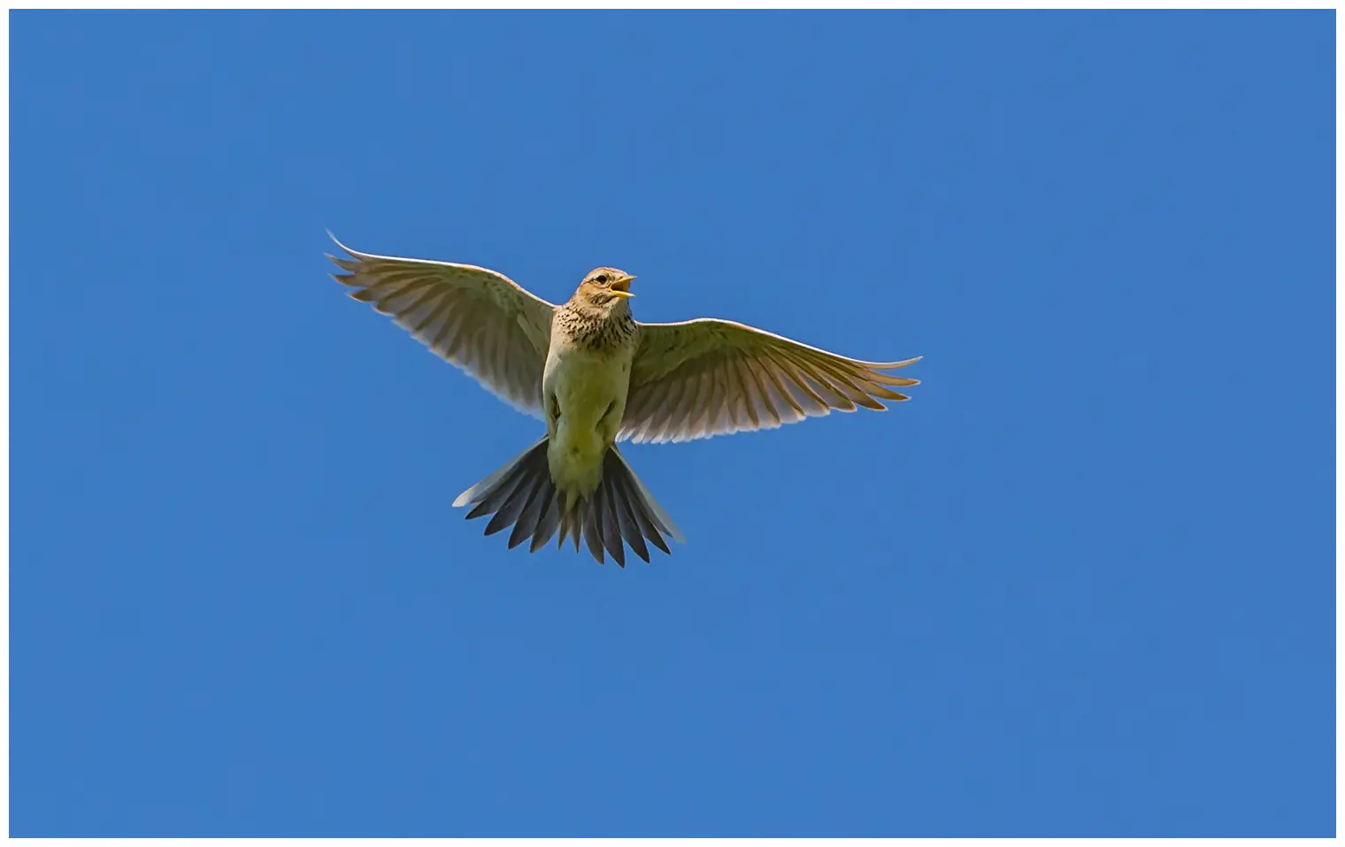 Sky Lark