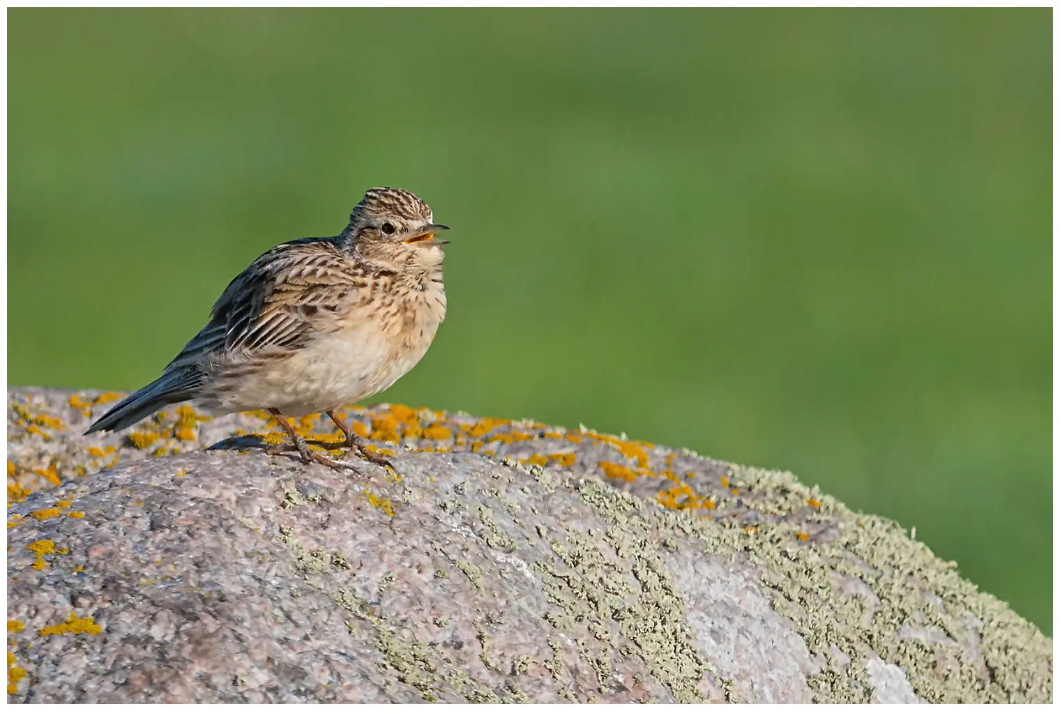 Sky Lark