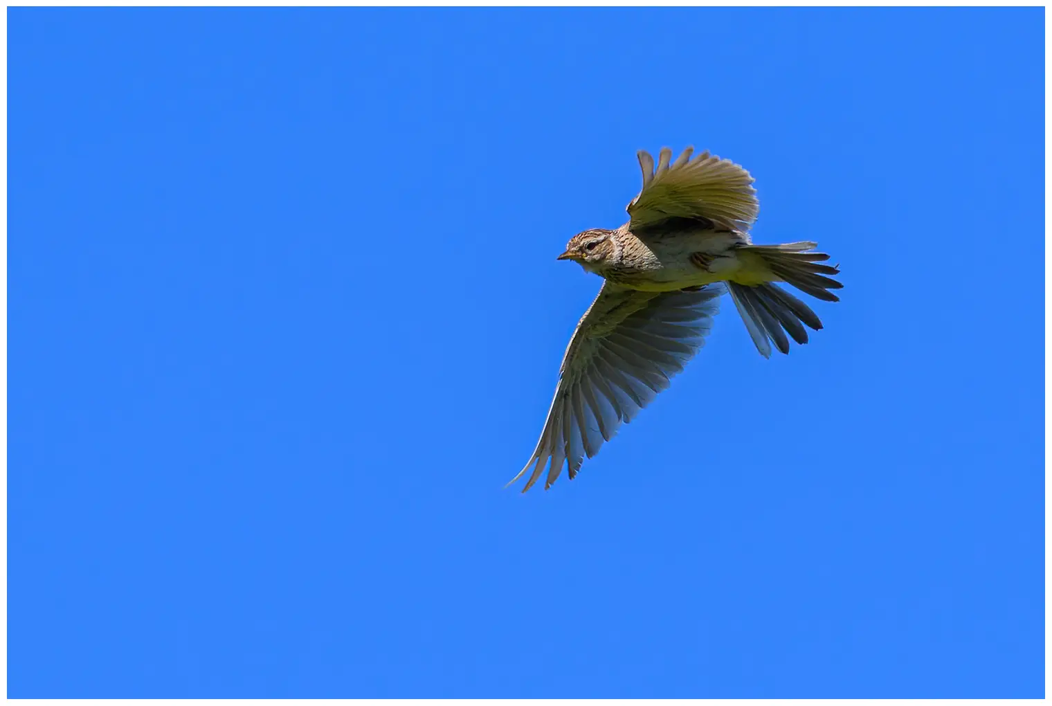 Sky Lark