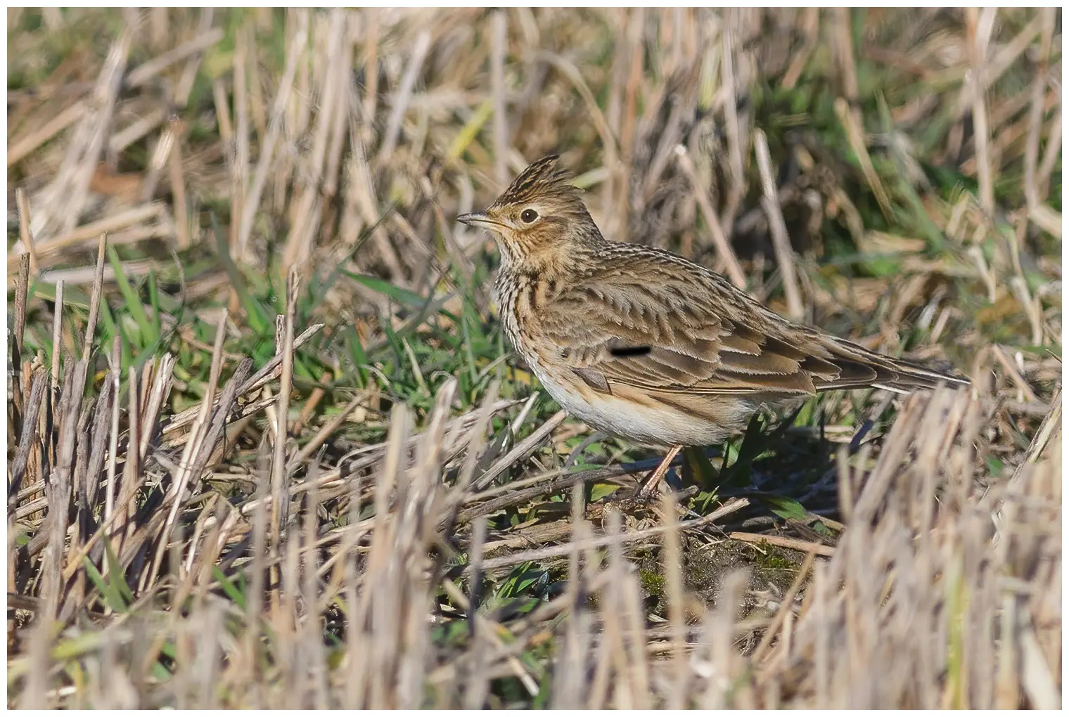 Sky Lark
