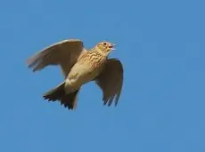 Sky Lark