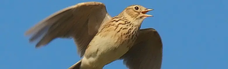 Sky Lark. In the midst of the familiar singing flight. Has an anonymous mottled, brown plumage.